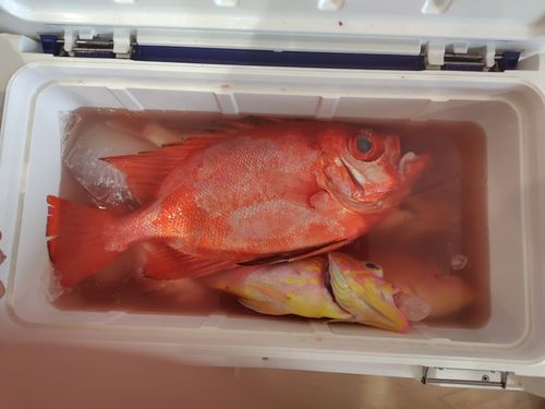 チカメキントキの釣果