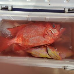 チカメキントキ