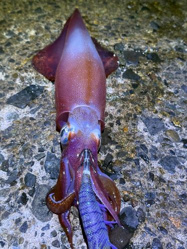 ケンサキイカの釣果