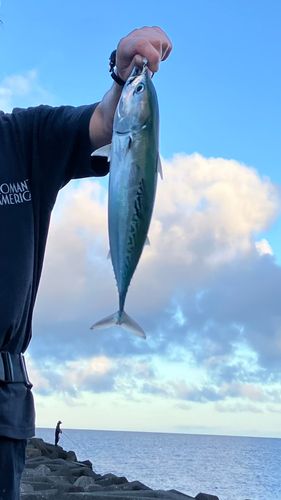 マルソウダの釣果