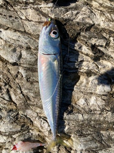 サバの釣果