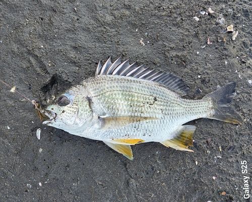 キビレの釣果