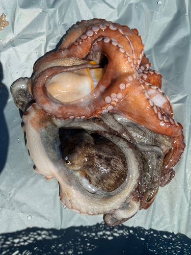 タコの釣果