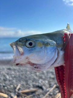 ワカシの釣果