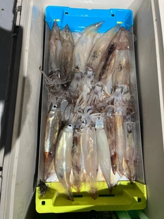 スルメイカの釣果