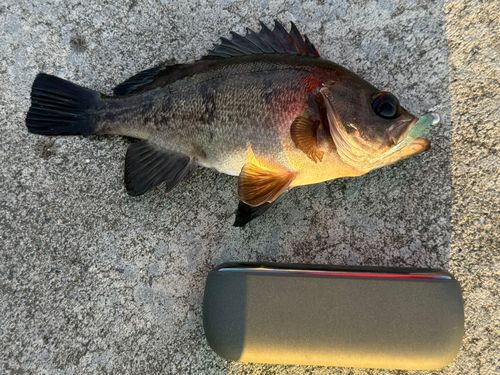 メバルの釣果