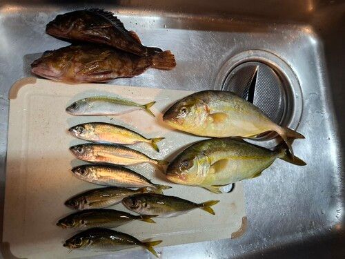 カンパチの釣果