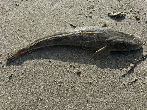 マゴチの釣果