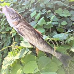 ニゴイの釣果