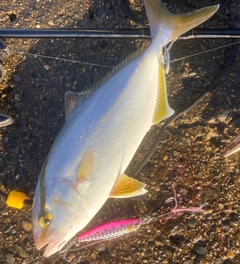 ショゴの釣果