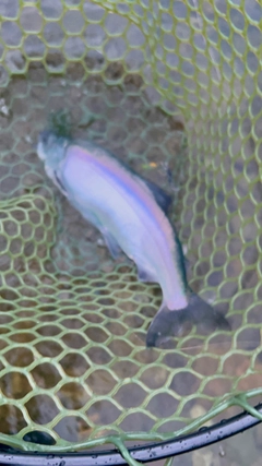ヒメマスの釣果