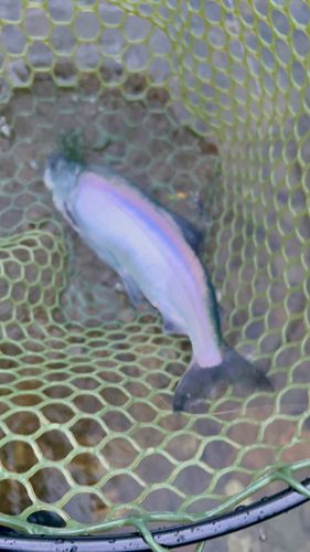 ヒメマスの釣果