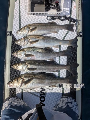 シーバスの釣果