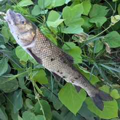 ニゴイの釣果