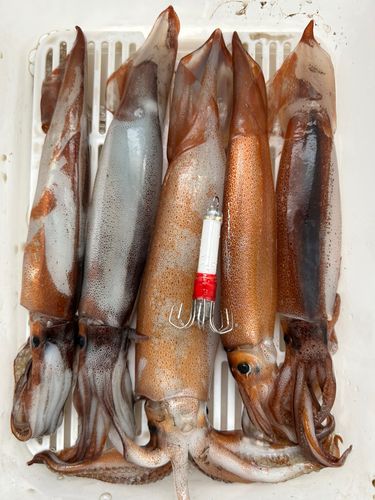 スルメイカの釣果