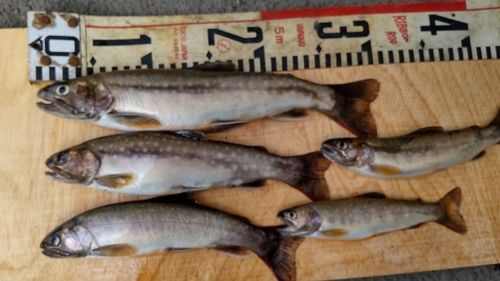 イワナの釣果