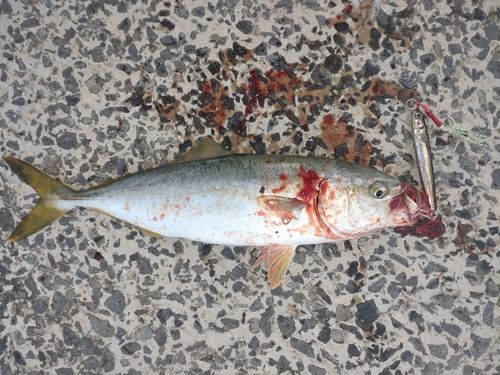 ワカシの釣果