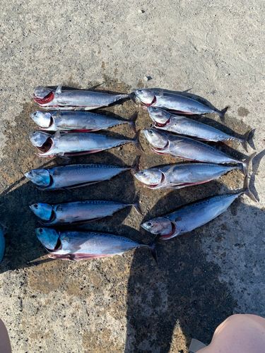 ソウダガツオの釣果
