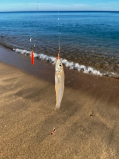 キスの釣果