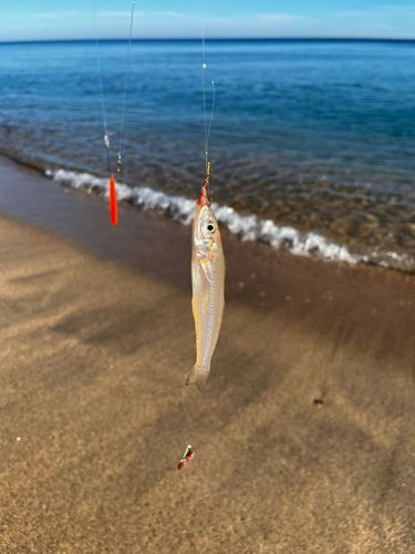 キスの釣果