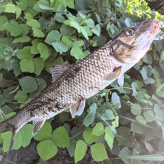 ニゴイの釣果