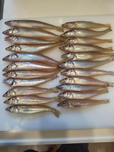 キスの釣果