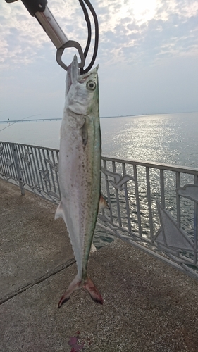 サゴシの釣果