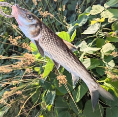ニゴイの釣果