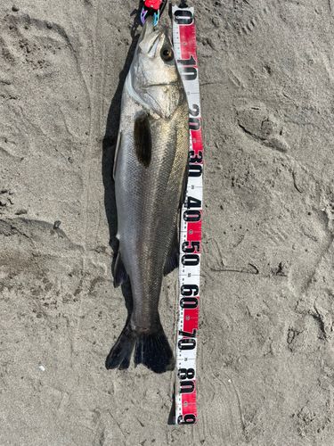 セイゴ（タイリクスズキ）の釣果