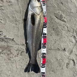 セイゴ（タイリクスズキ）