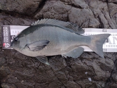 クチブトグレの釣果