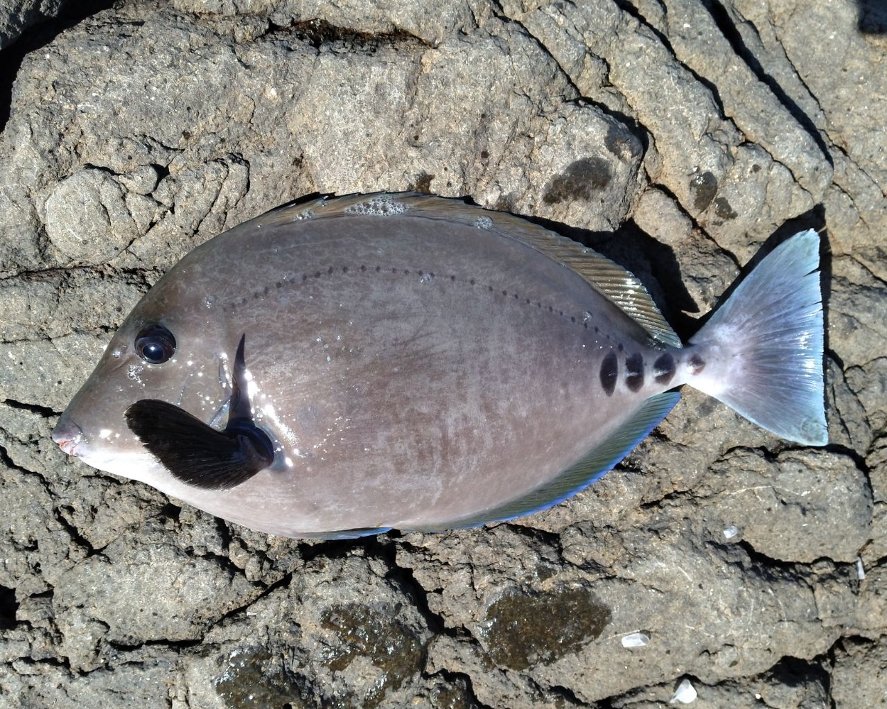 クチブトグレ