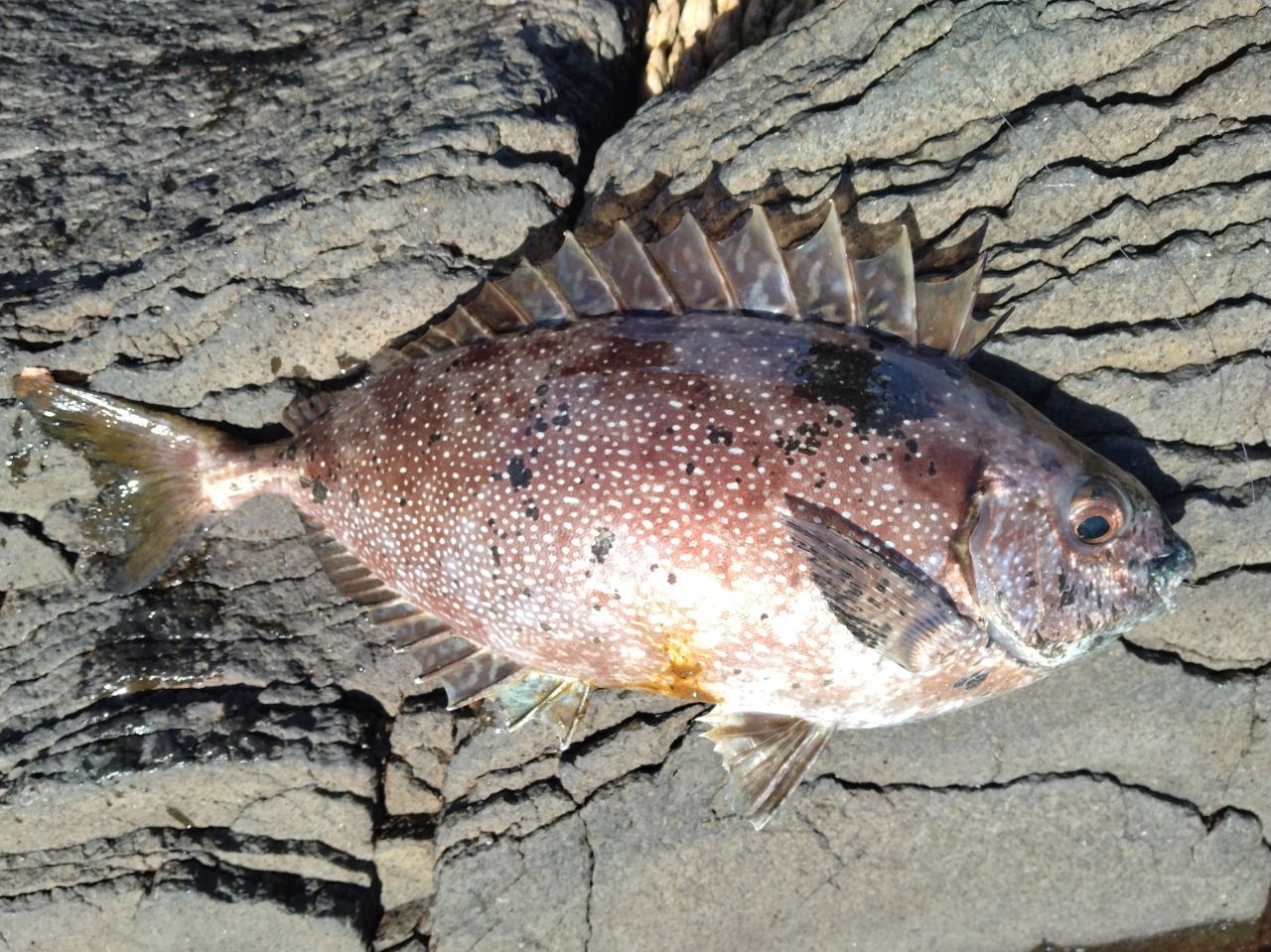 クチブトグレ