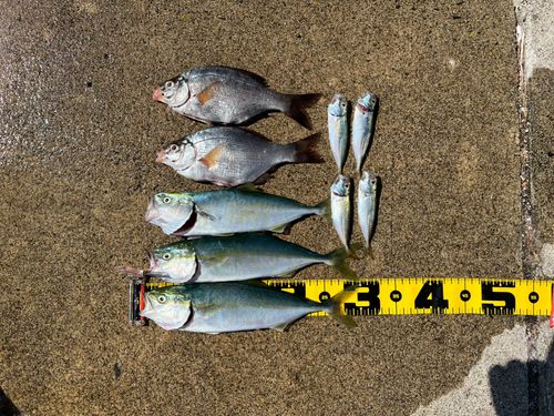 ワカシの釣果