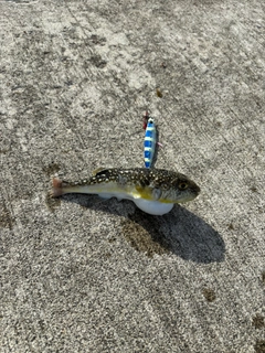 クサフグの釣果