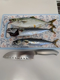 ワカシの釣果