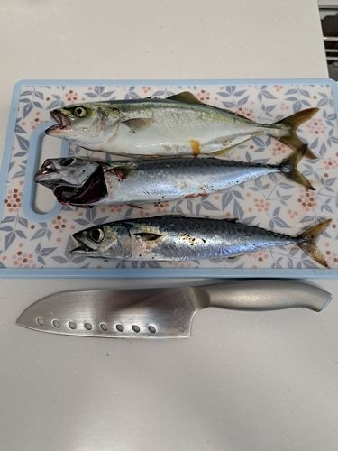 ワカシの釣果