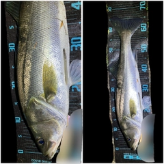 シーバスの釣果