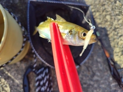 マアジの釣果