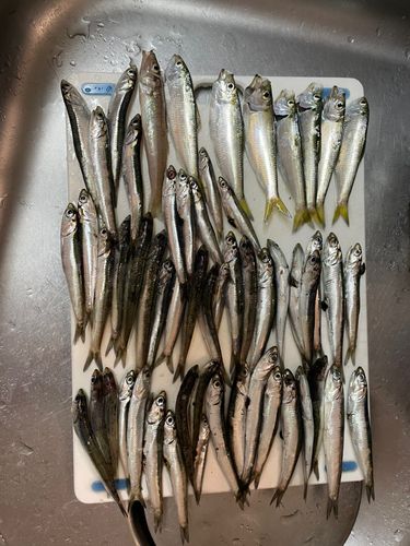 カタクチイワシ