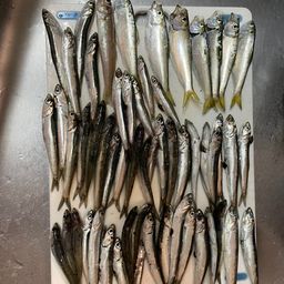 カタクチイワシ