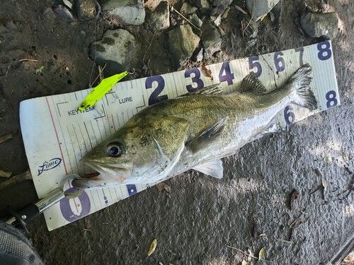 シーバスの釣果