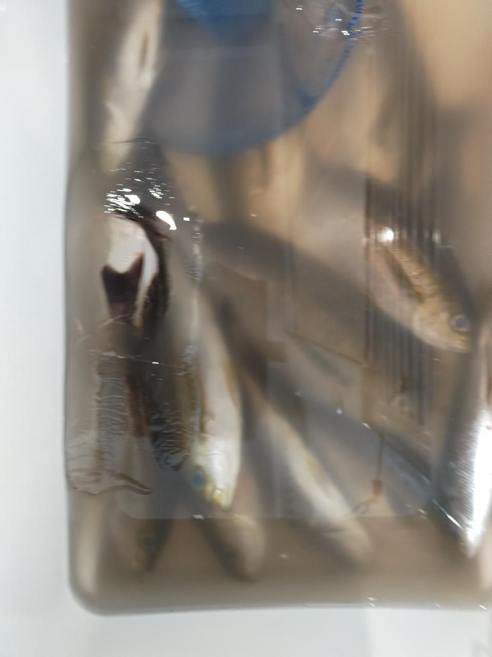 kool01_jpさんの釣果 1枚目の画像