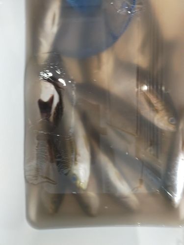 イサキの釣果