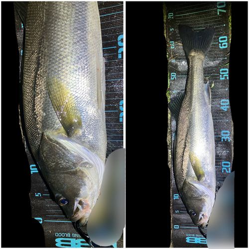 シーバスの釣果