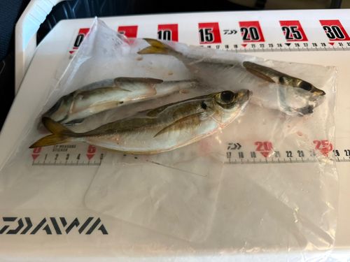 マアジの釣果