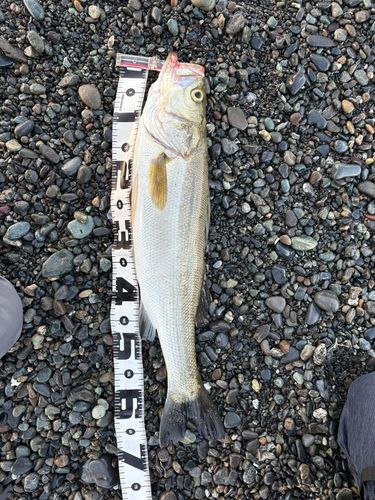 スズキの釣果