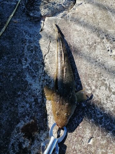 マゴチの釣果
