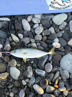 ワカシの釣果