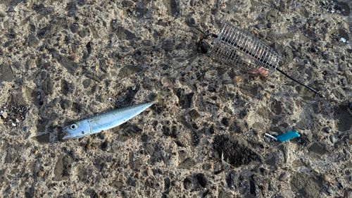 サバの釣果